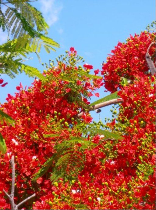 Lifou Trees with butterflies Lifou Welcome Committee Lifou Locals - photo 16