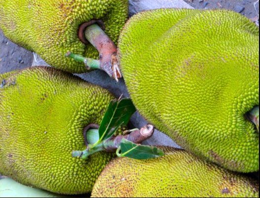 Lautoka Fruits on display DAY 8 DRAVUNI ISLAND FUJI SUNDAY 1 st December - photo 21