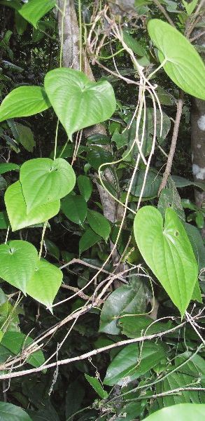 Colocasia Esculenta Dasheen - photo 12