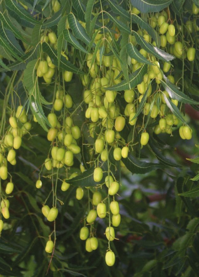 India Bidens Alba Butterfly Needles South America Bidens Pilosa Spanish - photo 30