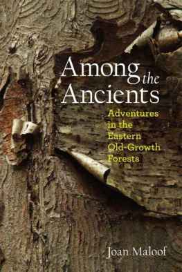 Maloof Among the Ancients : Adventures in the Eastern Old-Growth Forests