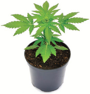 Today we know this plant by the manmade scientific name Cannabis sativaor just - photo 9