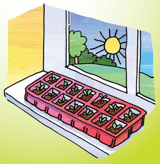 Make a Mini-Greenhouse You and your child can start plants indoors in the early - photo 2