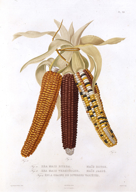 The variety of corn raised by Native Americans and earlier settlers is still - photo 6