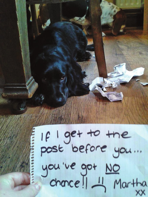 Dog Shaming Canine Confessions - photo 5