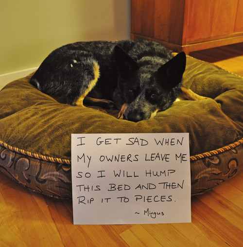 Dog Shaming Canine Confessions - photo 6