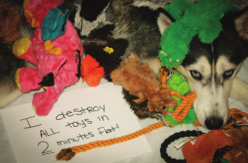 Dog Shaming Canine Confessions - photo 7