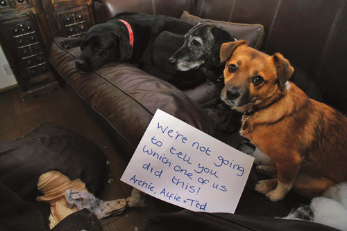 Dog Shaming Canine Confessions - photo 8