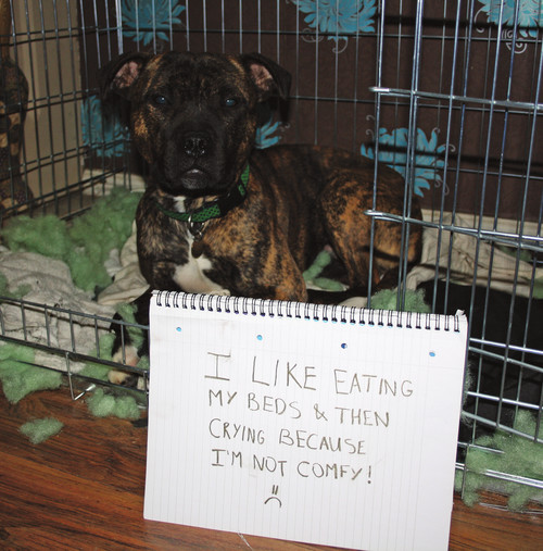 Dog Shaming Canine Confessions - photo 10