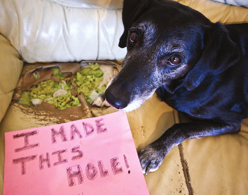 Dog Shaming Canine Confessions - photo 12