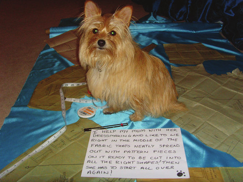 Dog Shaming Canine Confessions - photo 13