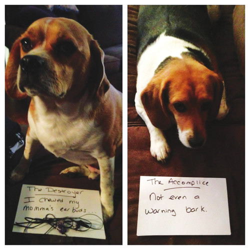 Dog Shaming Canine Confessions - photo 17