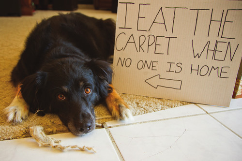 Dog Shaming Canine Confessions - photo 18