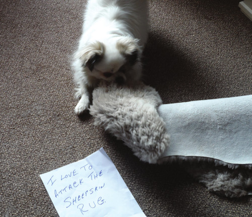 Dog Shaming Canine Confessions - photo 19