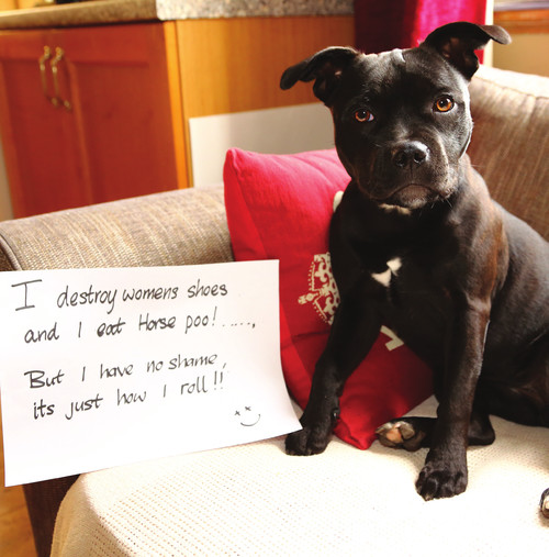 Dog Shaming Canine Confessions - photo 20