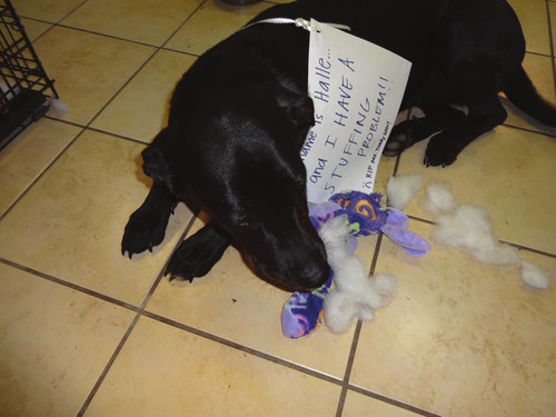 Dog Shaming Canine Confessions - photo 22