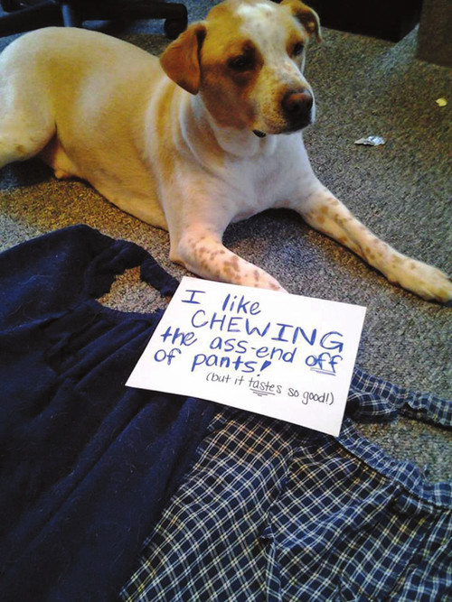 Dog Shaming Canine Confessions - photo 23