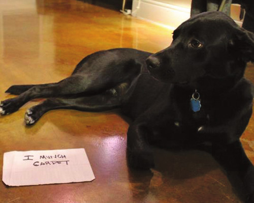 Dog Shaming Canine Confessions - photo 24