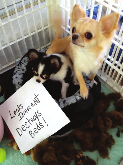 Dog Shaming Canine Confessions - photo 25