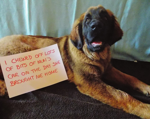 Dog Shaming Canine Confessions - photo 26