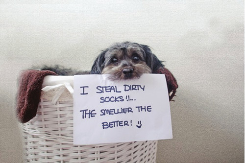 Dog Shaming Canine Confessions - photo 27
