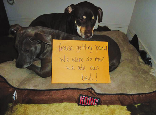 Dog Shaming Canine Confessions - photo 28