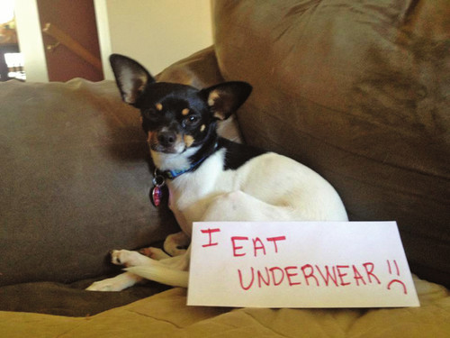 Dog Shaming Canine Confessions - photo 30