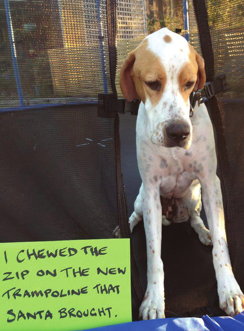 Dog Shaming Canine Confessions - photo 31