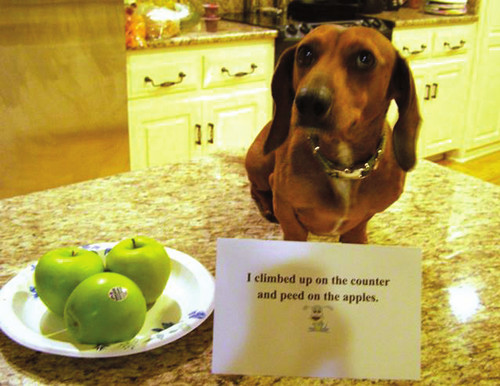 Dog Shaming Canine Confessions - photo 33