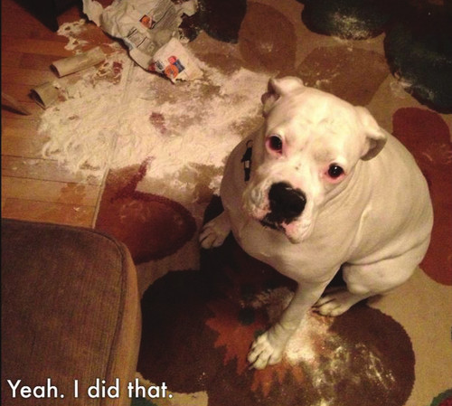 Dog Shaming Canine Confessions - photo 34