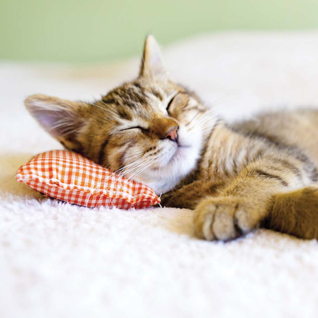 Cats take it easy by sleeping an average of thirteen hours a day Looks like - photo 6