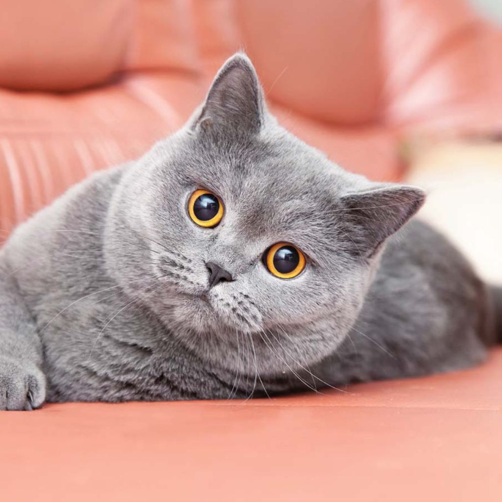 Are those gray hairs I see On average cats live up to fifteen years Cats - photo 9