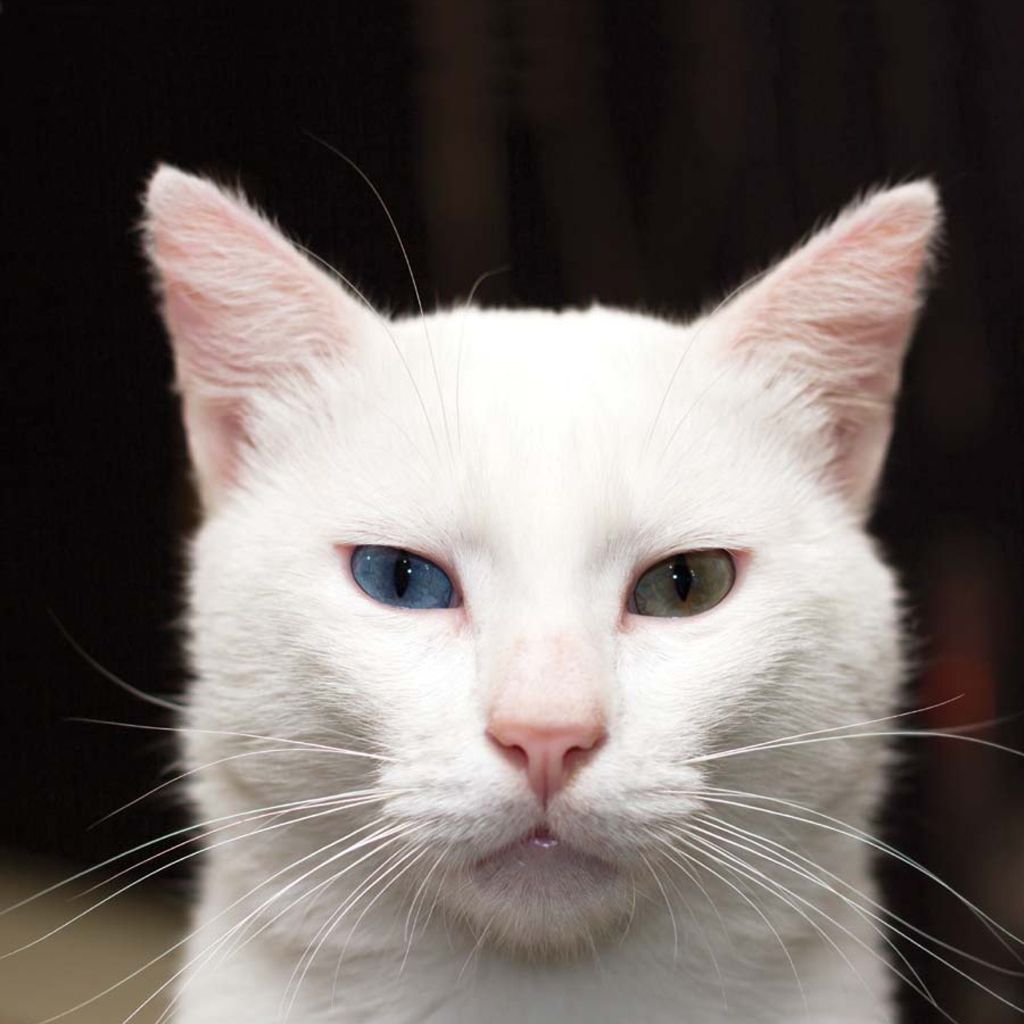 Truly one-of-a-kind the Turkish Van doesnt mind frolicking in the water - photo 18