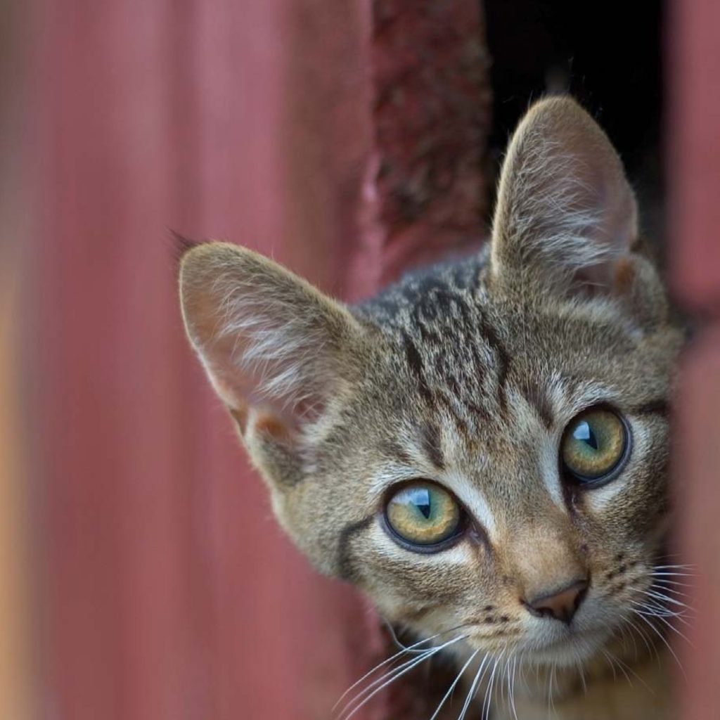 Cats use their whiskers to measure the width of openings Now arent they - photo 29