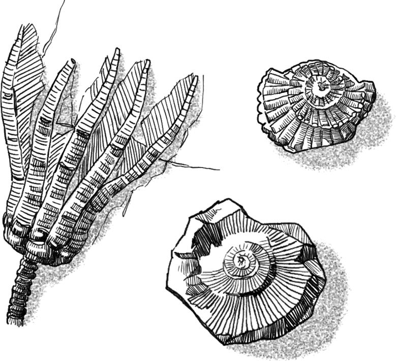 Plate tectonicsthe movement of large sections of the Earths crust and upper - photo 13