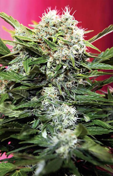 Marijuana smokers guidebook the easy way to identify and enjoy marijuana strains - photo 4