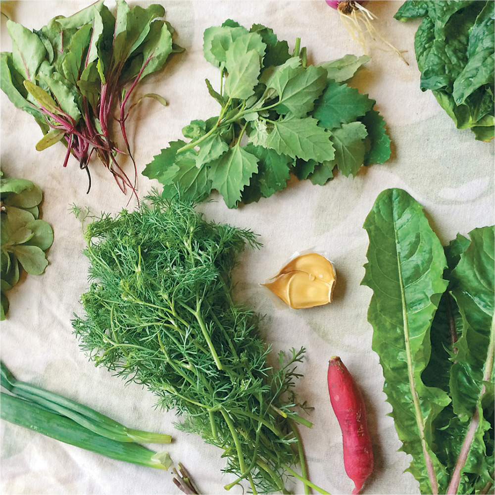 Growing Medicinal Plants in Your Own Yard ELIZABETH MILLARD For Bossy K - photo 1