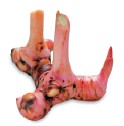 Galangal is an aromatic root similar in appearance to ginger and a member of - photo 11