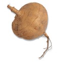 Jicama also known as bangkuang or yam bean is a crunchy mild tuber similar - photo 12