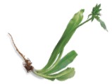 Saw-leaf herb also known as long coriander has a long serrated green leaf - photo 17