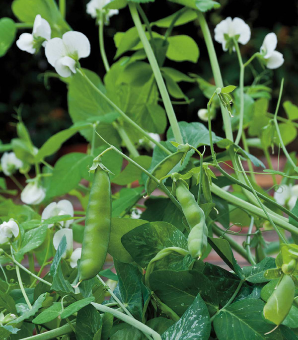 Peas Contents Enriching Your Soil Tools Carrots Preface Youve probably heard - photo 4