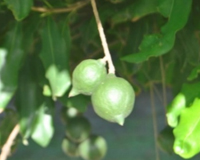 A little more about Macadamias A Brief History The macadamia tree is native - photo 2