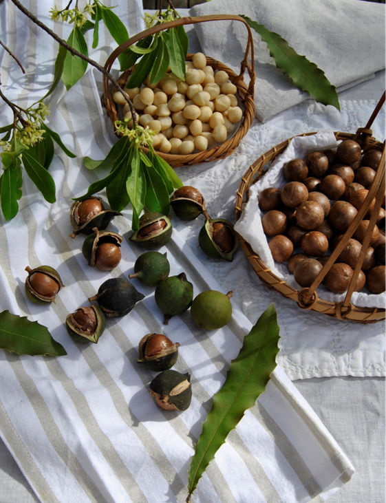 Macadamias in the husk in the shell and the raw shelled nuts Macadamia Nut - photo 4