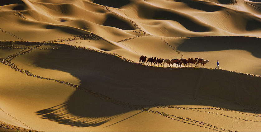 A string of camels stride across the dunes in Xinjiangs Taklamakan Desert - photo 9