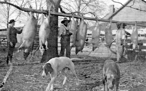 Farmers slaughtering hogs Monticello Florida circa 1930 Courtesy of State - photo 3