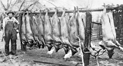 Slaughtering time at Hubert Bilinskis place Jefferson County Florida 1927 - photo 4