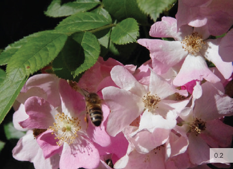 02 Bee on a climbing rose Bee space discovered by Reverend Lorenzo Lorraine - photo 4