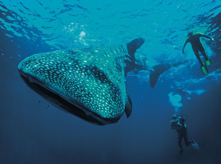 AUSCAPE UIGGETTY IMAGES Swim alongside gentle giant whale sharks snorkel - photo 6