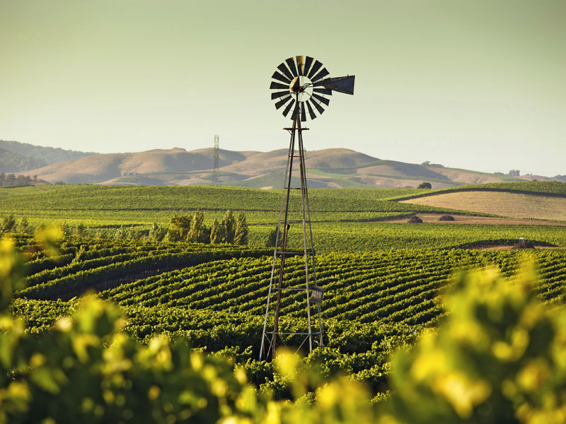 Wine Country Vineyards stretch across rolling hills in Napa and Sonoma Valleys - photo 4