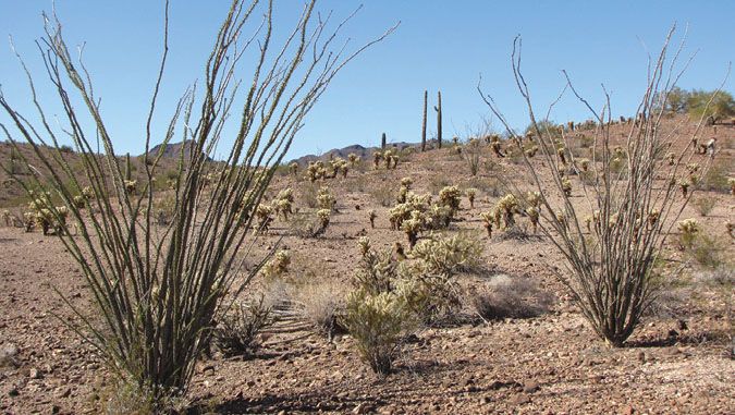 Arizona rockhounding country Darren Jones image Patti Polk Collection If I am - photo 6